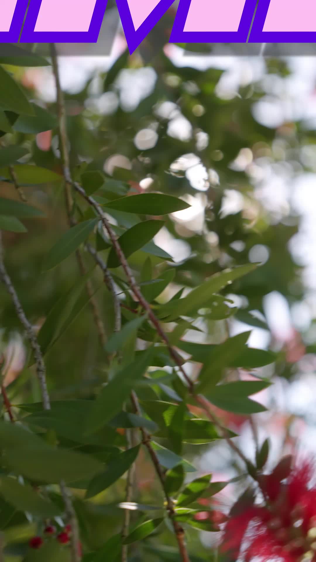 Episódio 93 de Amor Sob Ataque
