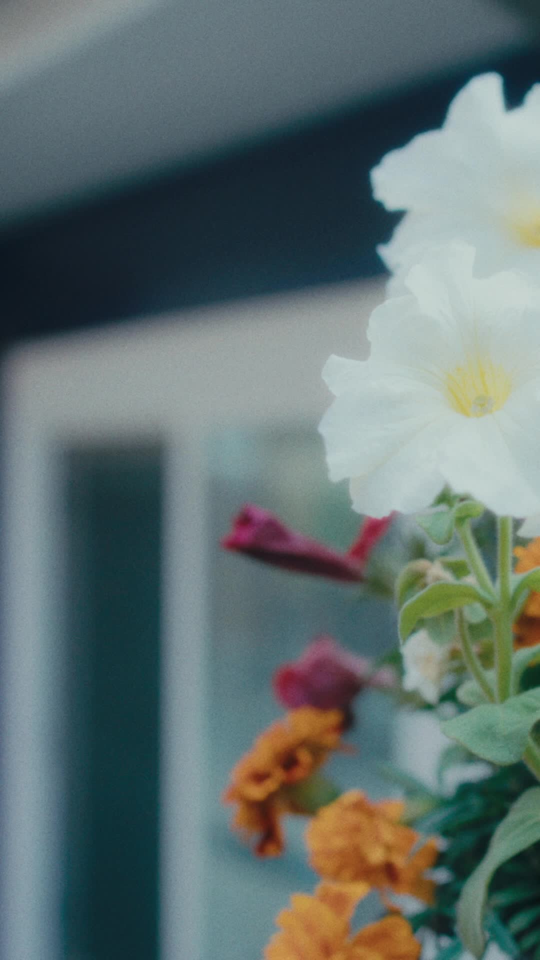 Episódio 5 de Apaixonada pelo meu guarda-costas