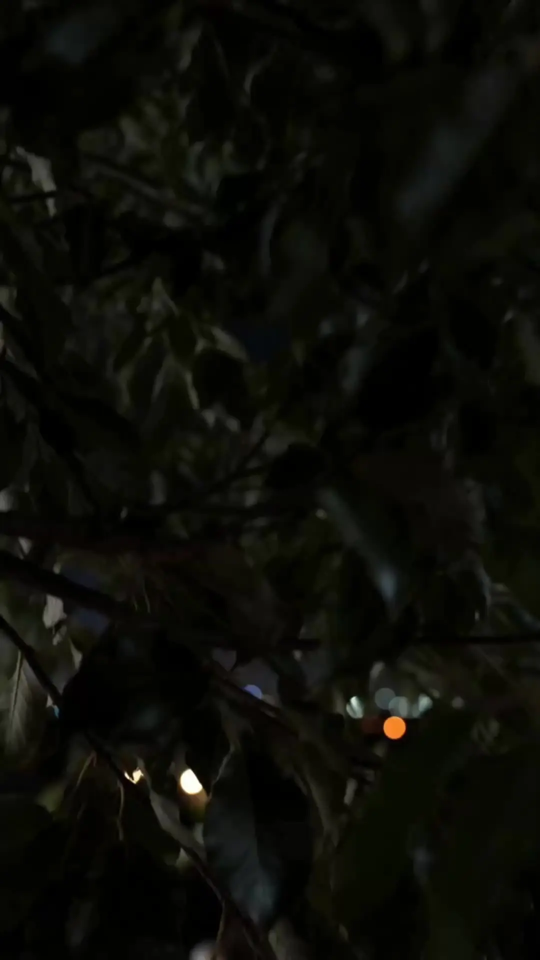 Episódio 2 de Fugindo do Futuro que Vi com Ele