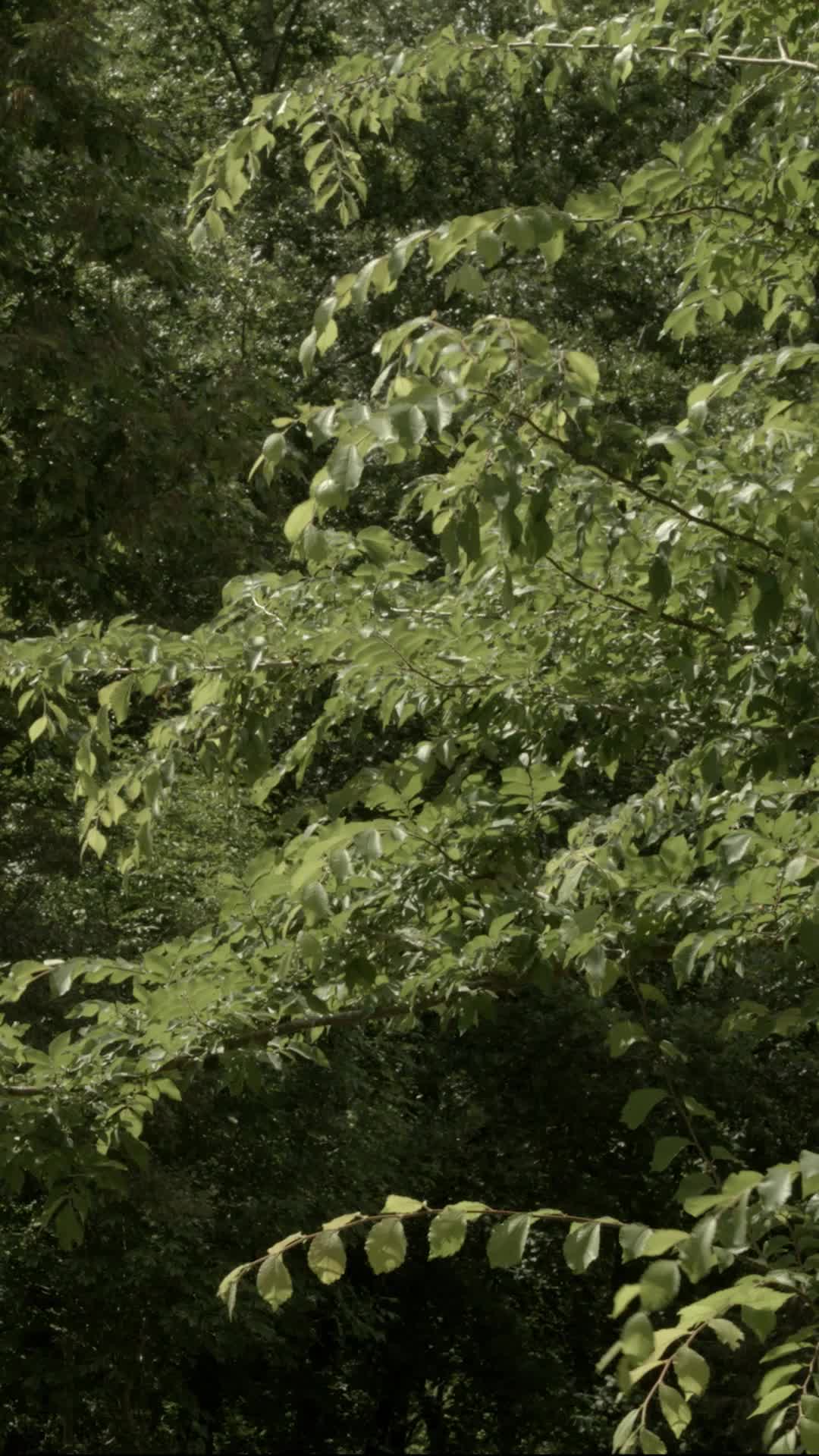 Episódio 50 de Masmorras do Êxtase
