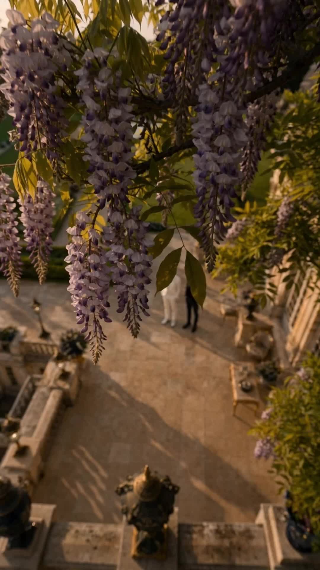 Episódio 66 de Meu Primeiro Amor Vampiro Se Arrependeu de Me Perder