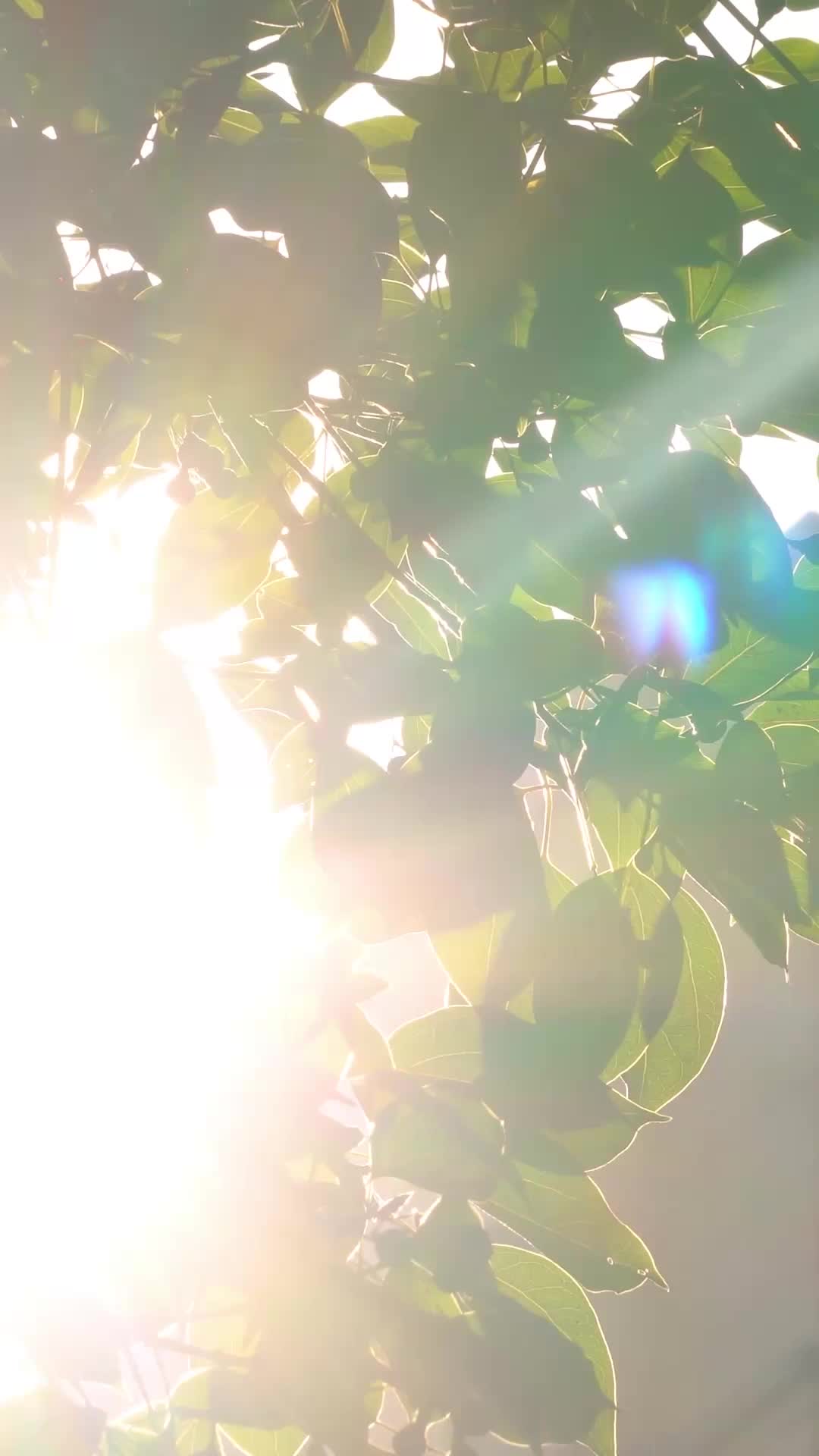 Episódio 4 de Minha ex-mulher floresce após divórcio