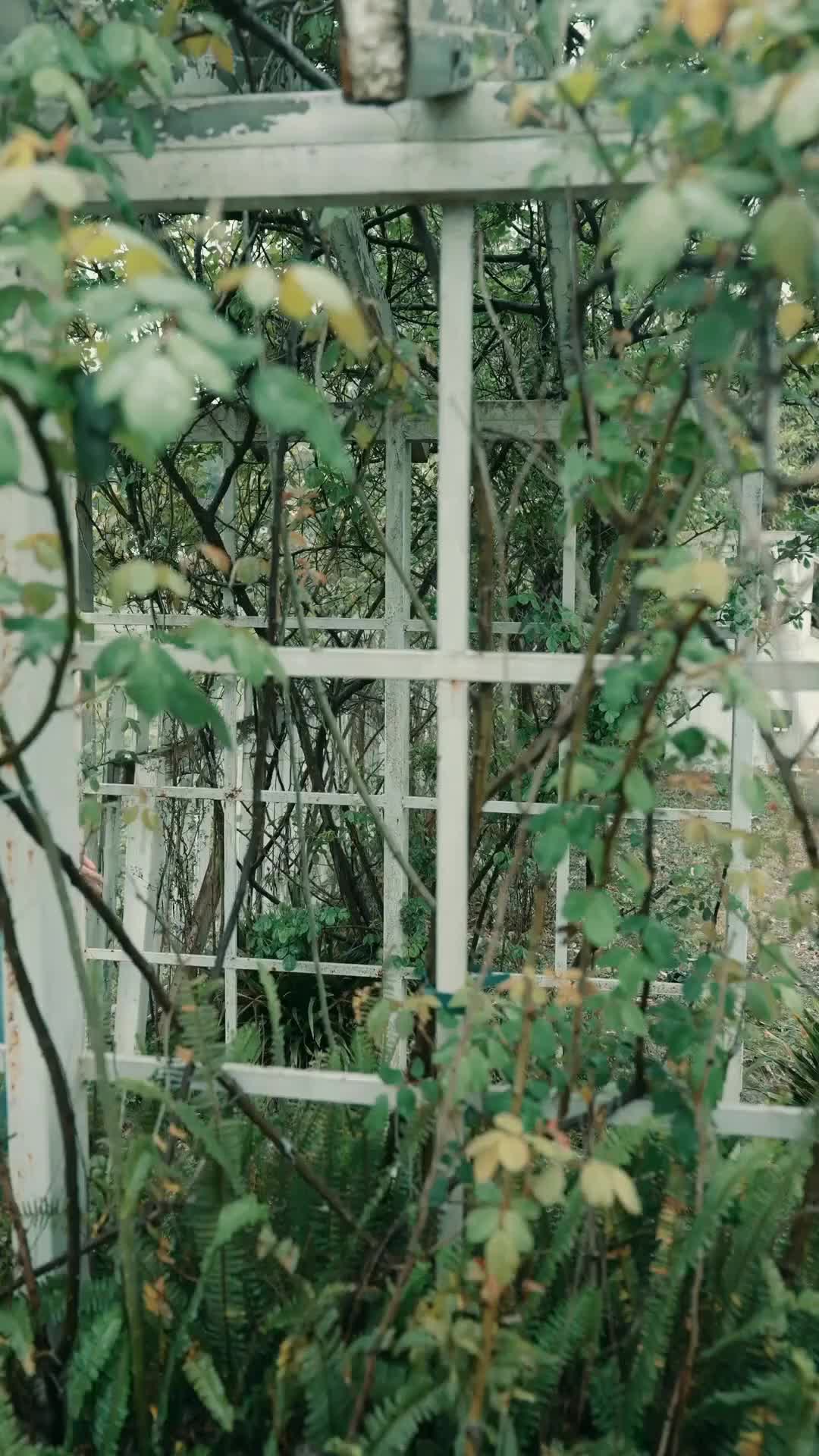 Episódio 100 de O Amor Tóxico do Marechal