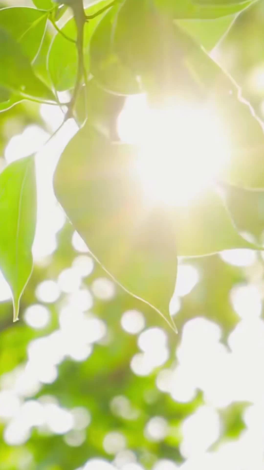 Episódio 36 de Pacto de irmãs, contrato de amor