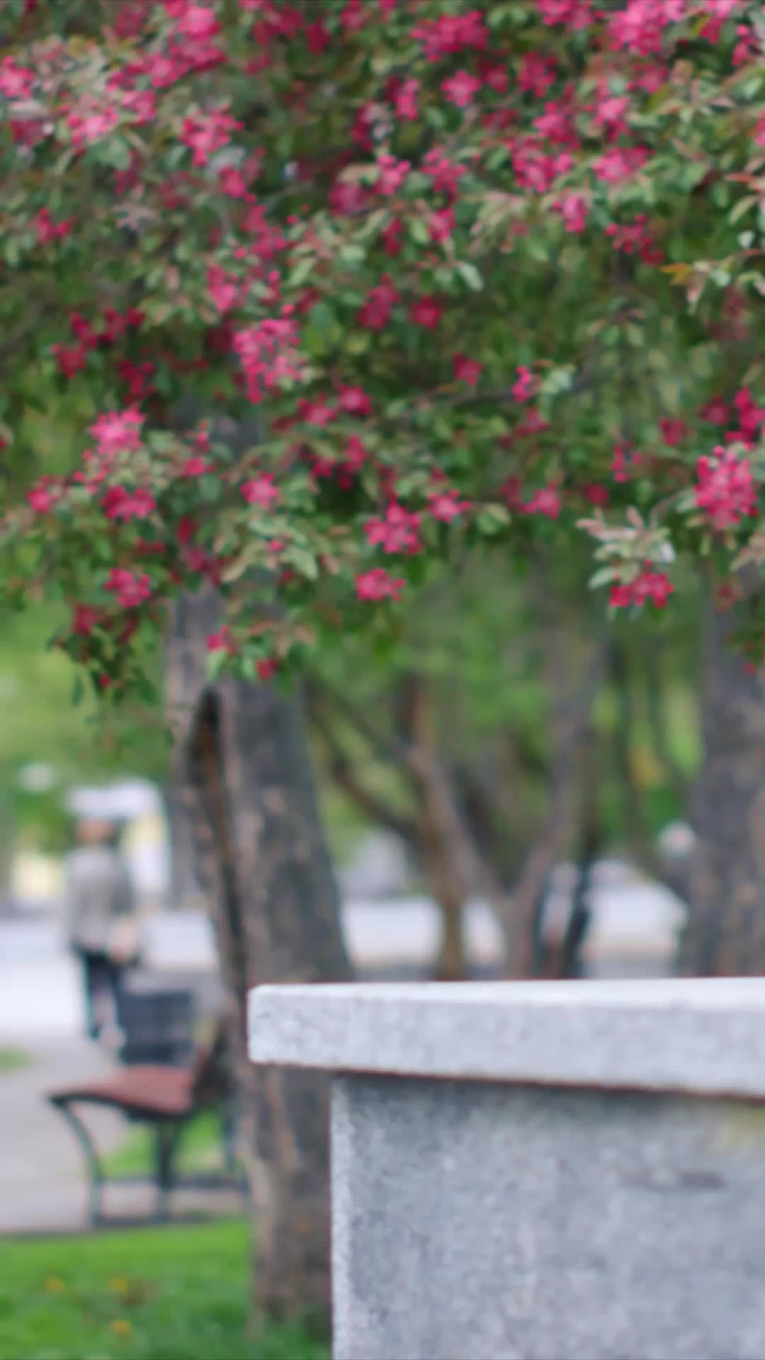 Episódio 68 de Para o meu Romeu, com amor