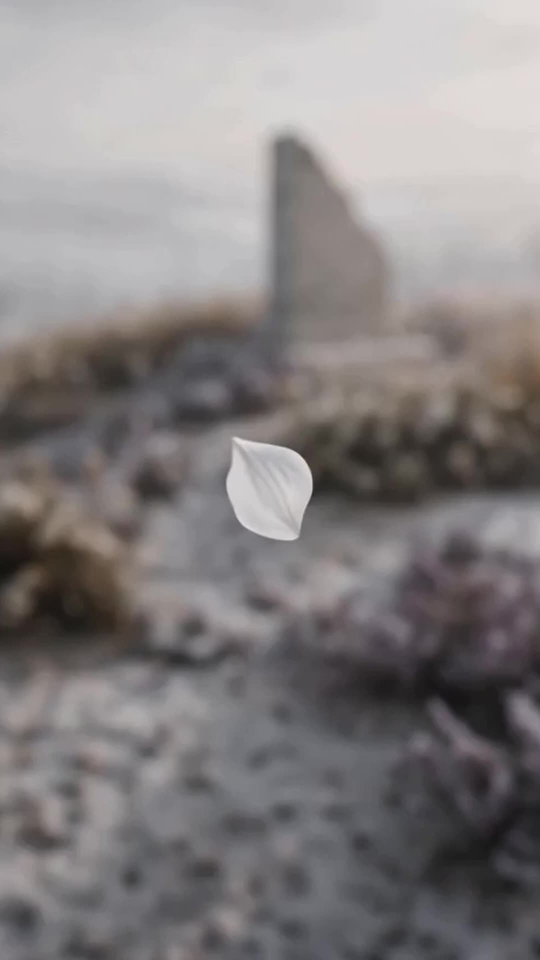 Episódio 50 de Presa à Fera Implacável