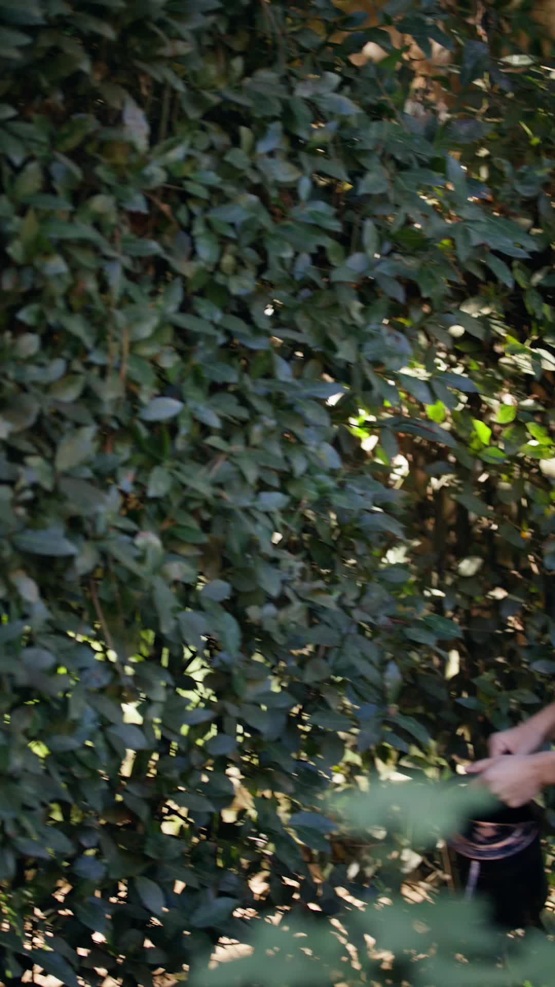 Episódio 49 de Reivindicada pelo Alfa que Eu Odeio