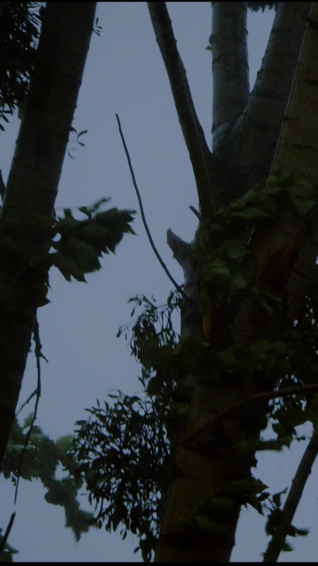 Episódio 6 de Reivindicada pelo Alfa que Eu Odeio